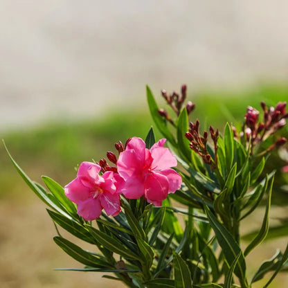 Arali Pink Multi Petal (Nerium oleander) Rare All Time Flowering Live Plant