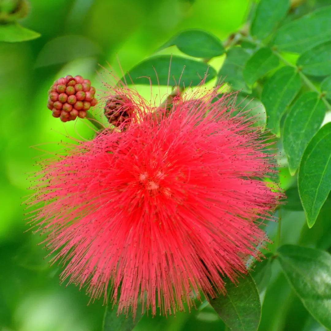 Calliandra Red (Calliandra haematocephala) All Time Flowering Live Plant