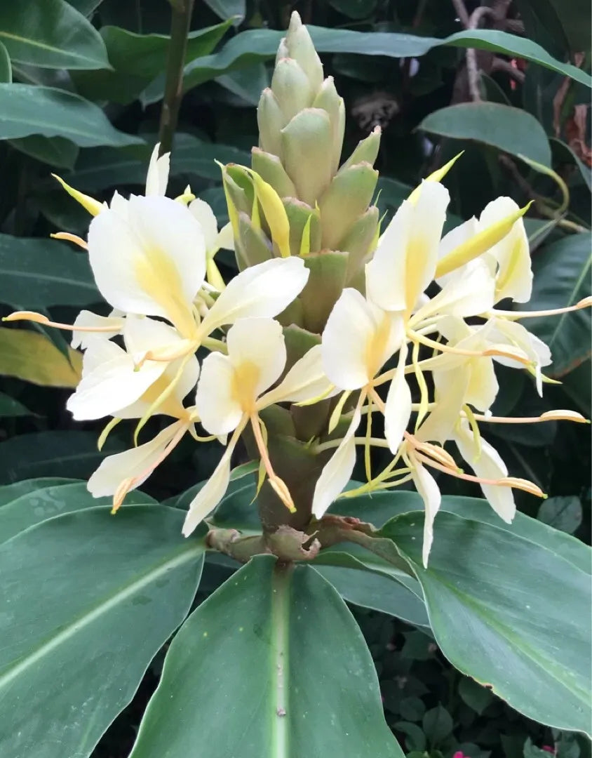 Hedychium Yellow Highly Fragrant All Time Flowering Rare Live Plant