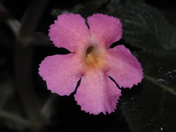 Episcia Cupreata Black Leaf with Pink Flower (Hanging) All Time Flowering Live Plant