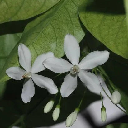 Water Jasmine Single Petal Highly Fragrant Flowering Rare Live Plant - Green Leaves