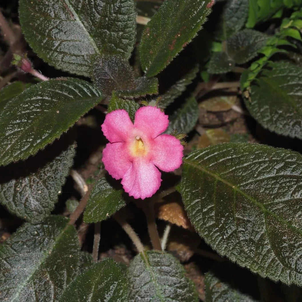 Episcia Cupreata Black Leaf with Pink Flower (Hanging) All Time Flowering Live Plant