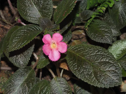 Episcia Cupreata Black Leaf with Pink Flower (Hanging) All Time Flowering Live Plant