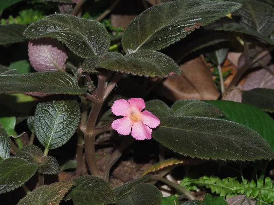 Episcia Cupreata Black Leaf with Pink Flower (Hanging) All Time Flowering Live Plant