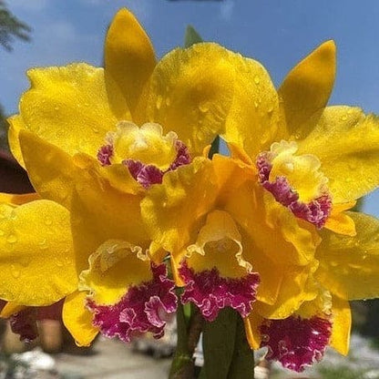 Cattleya Kinmen Thawushan