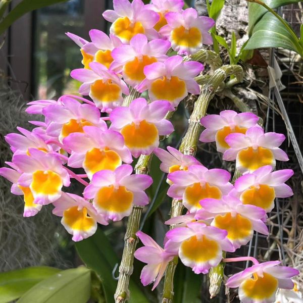 Dendrobium Farmeri Pink - Blooming