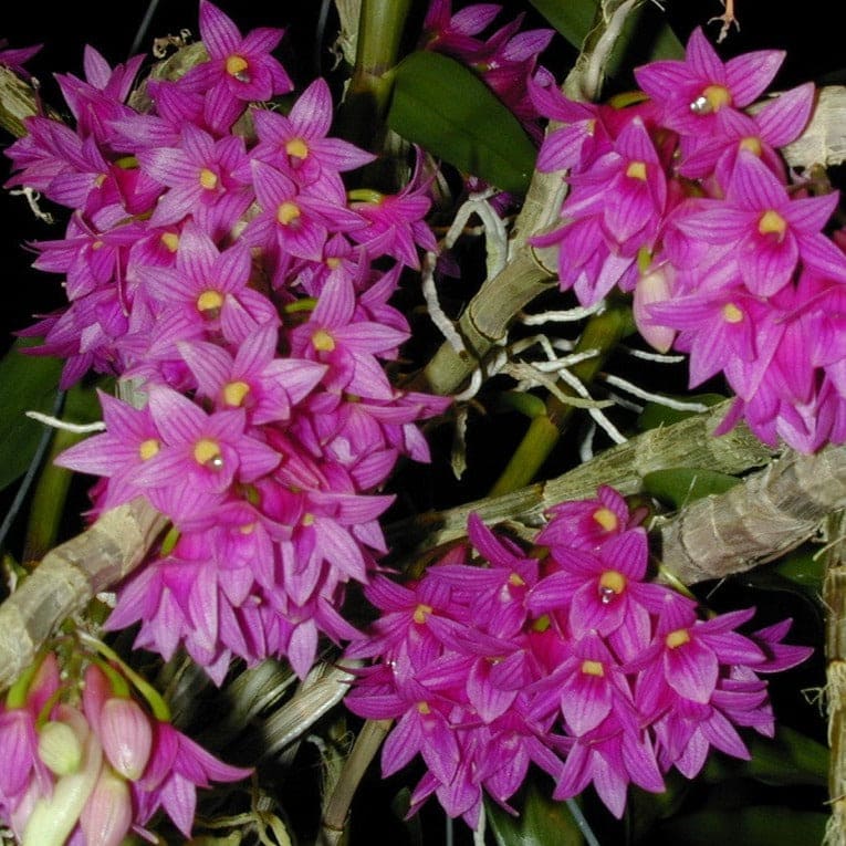 Dendrobium Miyakei