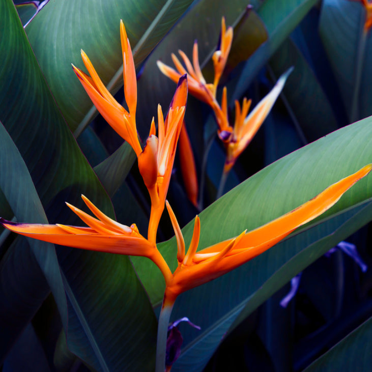 Heliconia Fire Flash (Heliconia densiflora) Flowering Live Plant