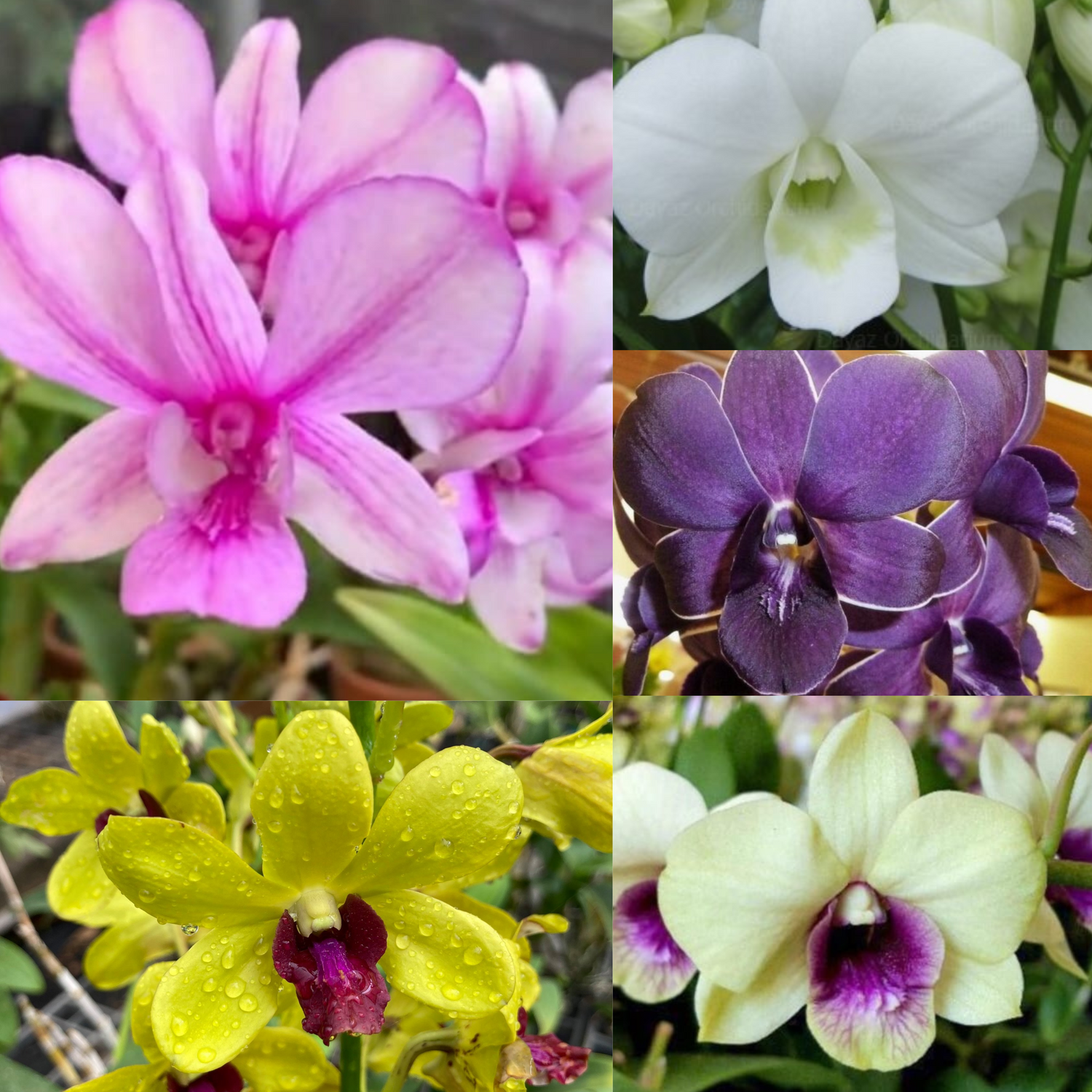 Tg orchids deals