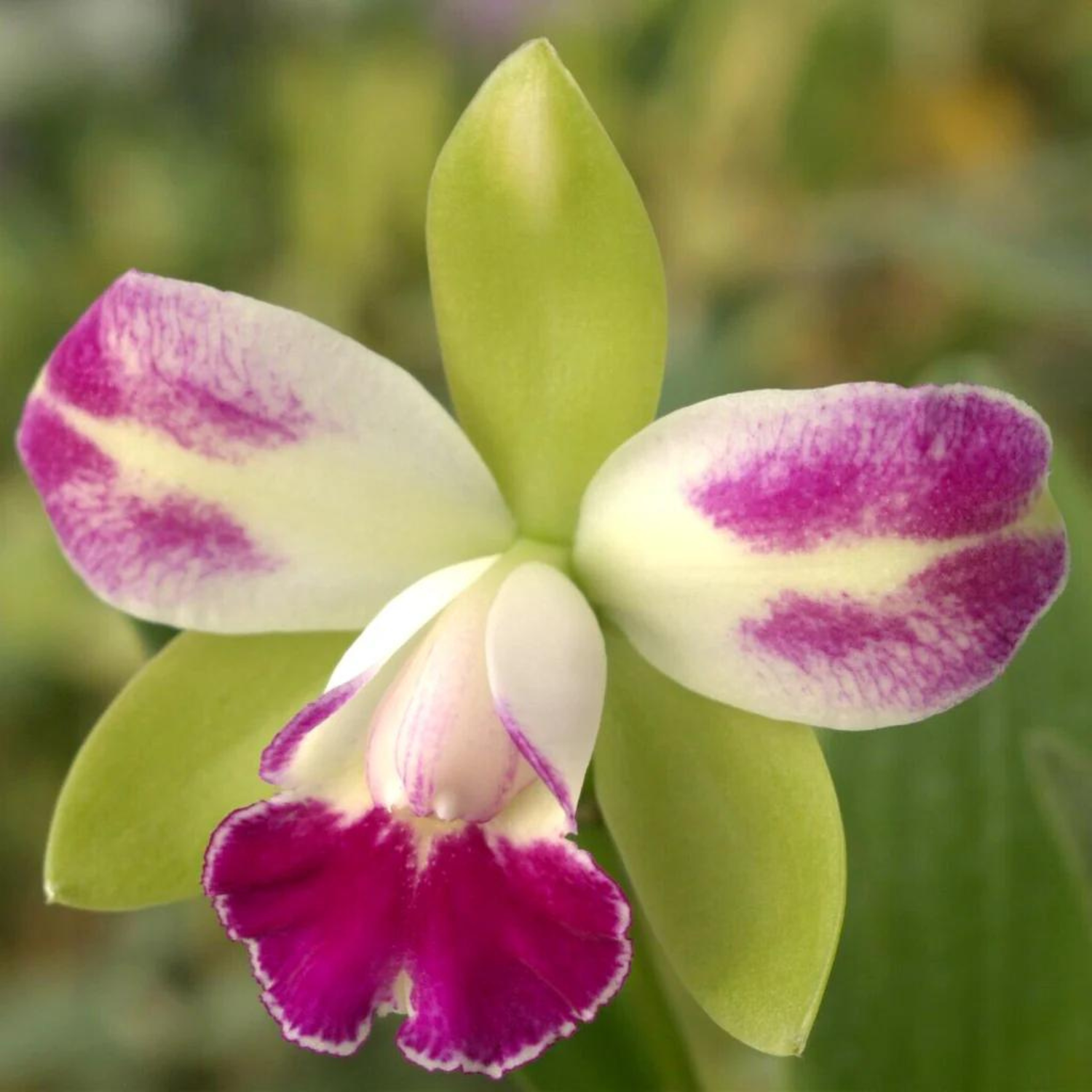 Cattleya Village Chief North Green Genius - Blooming Size