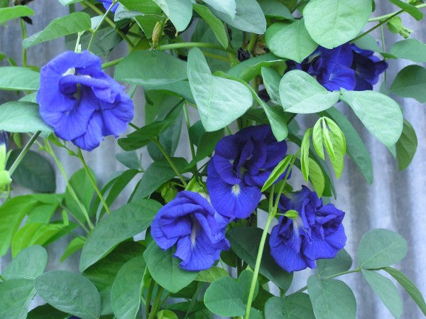 Clitoria Ternatea - Blue Multipetal (Sangu Pushpam, Butterfly Pea) Medicinal Live Plant