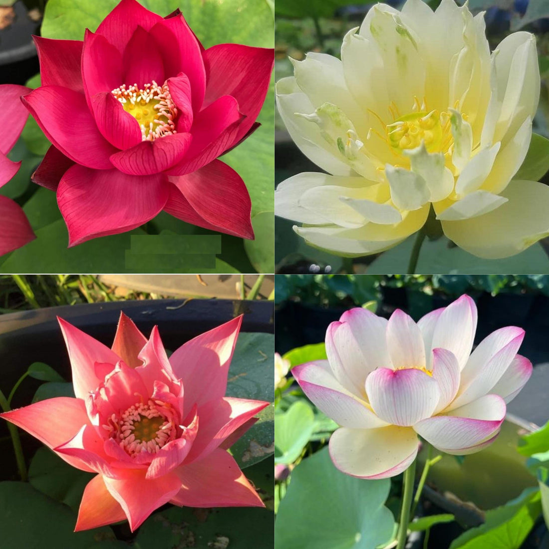 Lotus Tuber - 4 Assorted Varieties