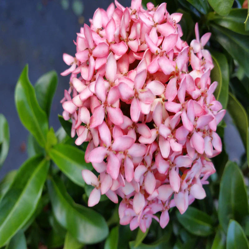 Dwarf Ixora Pink All Time Flowering Live Plant