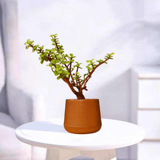 Mini Jade | Indoor Plant