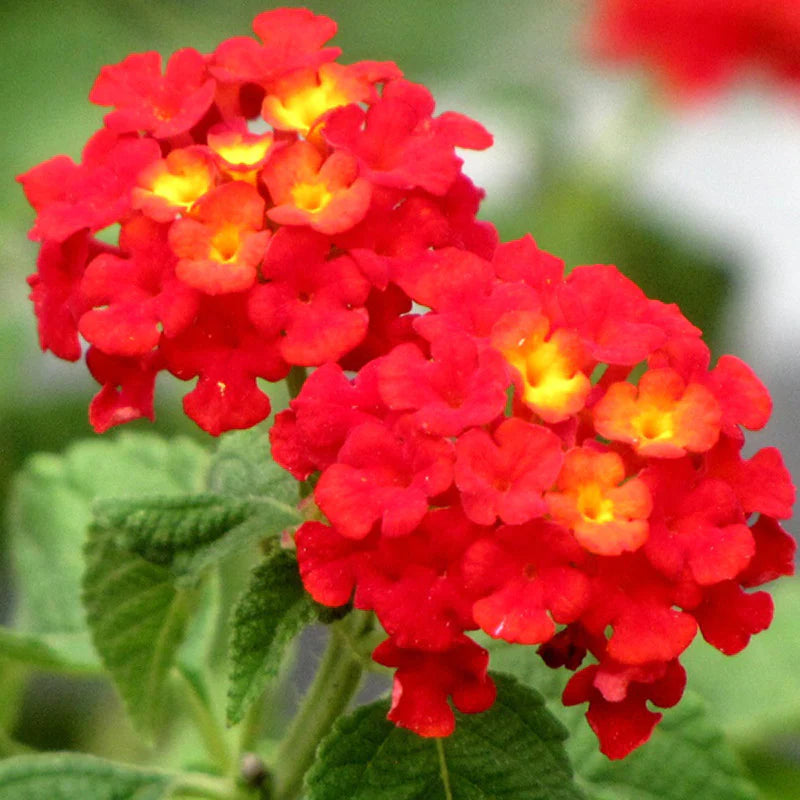 Lantana Red (Tick Berry) All Time Flowering Live Plant
