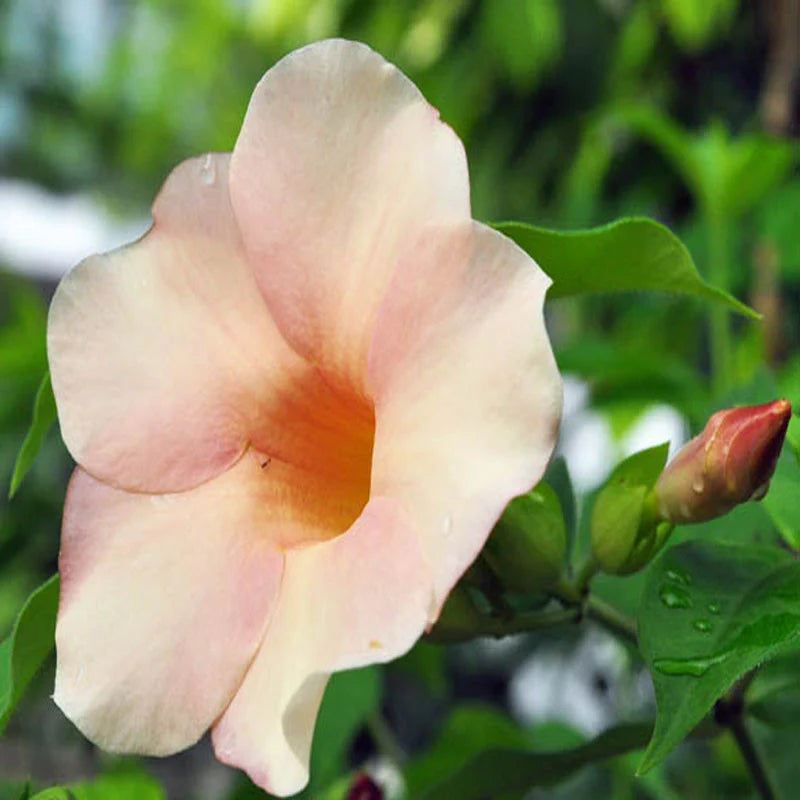 Allamanda Biscuit All Time Flowering Live Plant