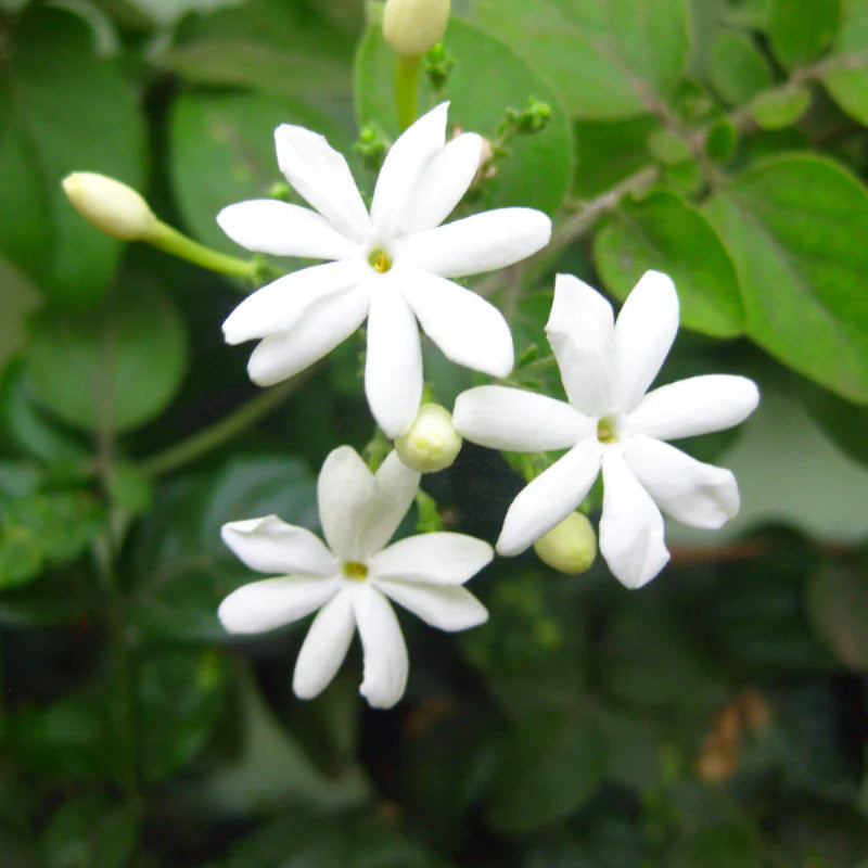 Juhi Jasmine (Jasminum auriculatum) Highly Fragrant Flowering Live Plant