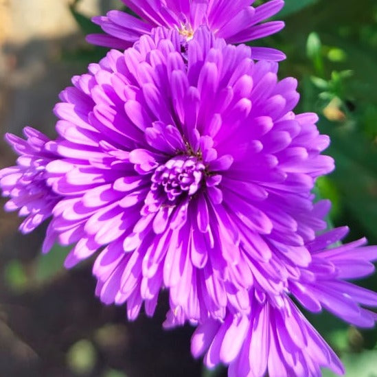 Daisy Purple All Time Flowering Live Plant