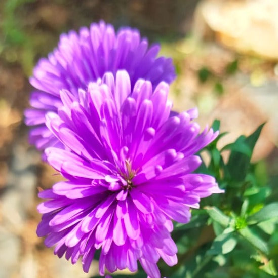 Daisy Purple All Time Flowering Live Plant
