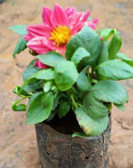 Pink Dahlia Flowering Live Plant