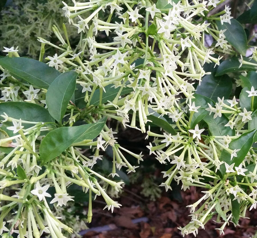 Night Blooming Jasmine White (Cestrum nocturnum) Flowering Live Plant