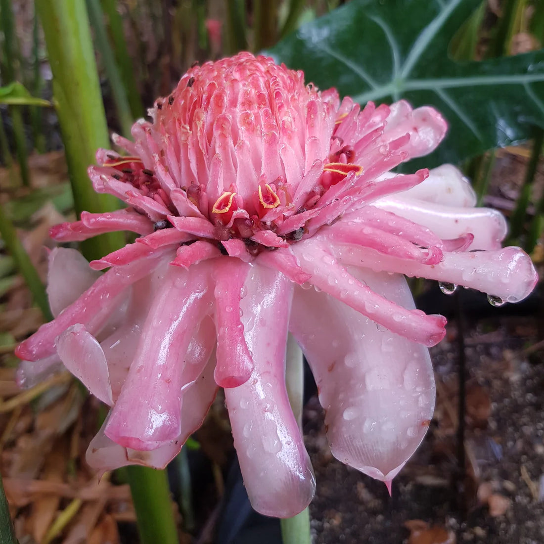 Pink Torch Ginger Flowering Live Plant