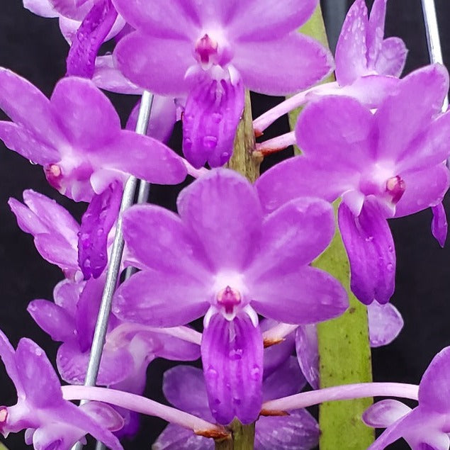 Rhynchostylis Gigantea Blue (Seedling)