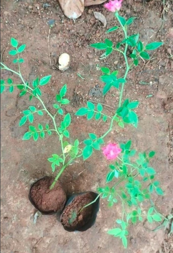 Pink Creeper / Climbing Rose Live Plant