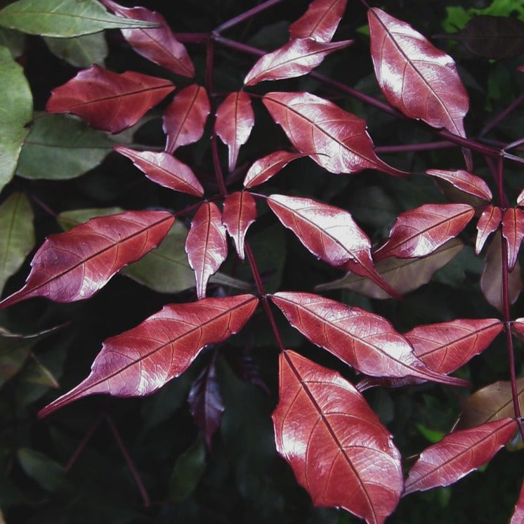 Leea Coccinea (Rubra) Burgundy Ornamental Live Plant