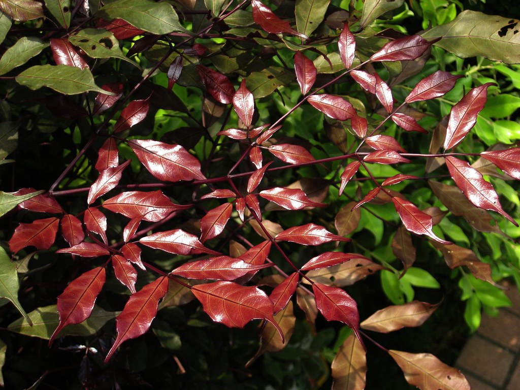 Leea Coccinea (Rubra) Burgundy Ornamental Live Plant