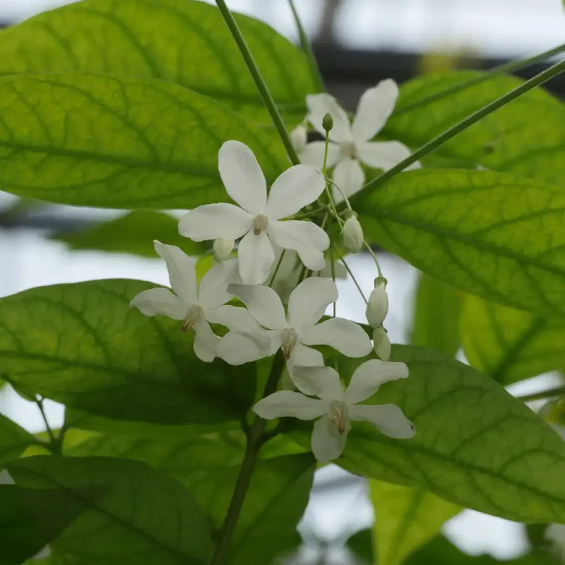 Water Jasmine Single Petal Highly Fragrant Flowering Rare Live Plant - Variegated Leaves