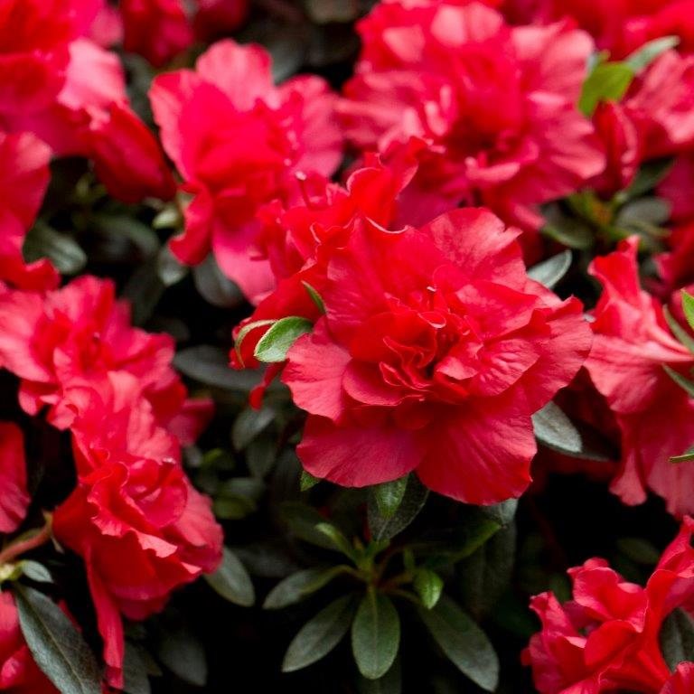 Red Azalea Ruffle (Rhododendron simsii) Rare Flowering Live Plant