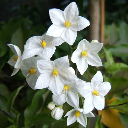 Potato Vine (Solanum Laxum) Flowering Creeper Live Plant