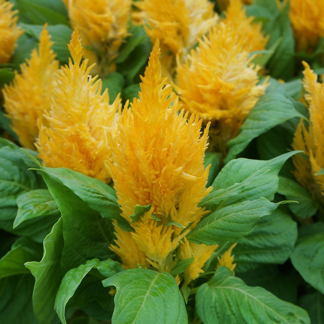 Celosia new deals look yellow