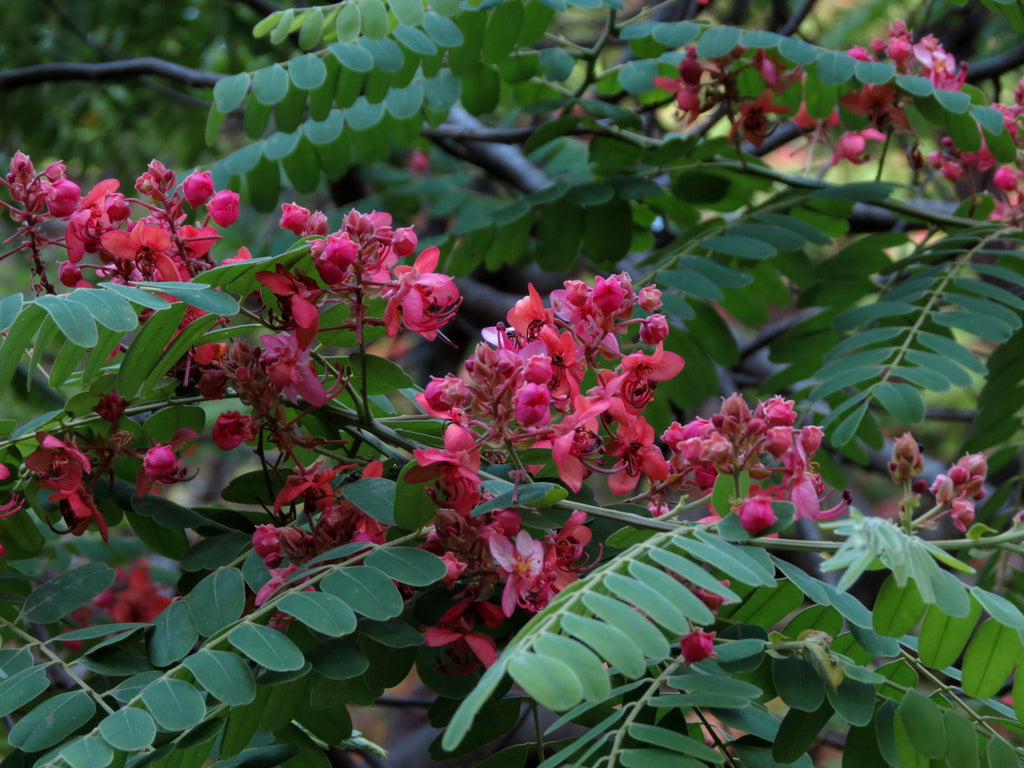 Red Cassia (Cassia roxburghii) Flowering Live Plant