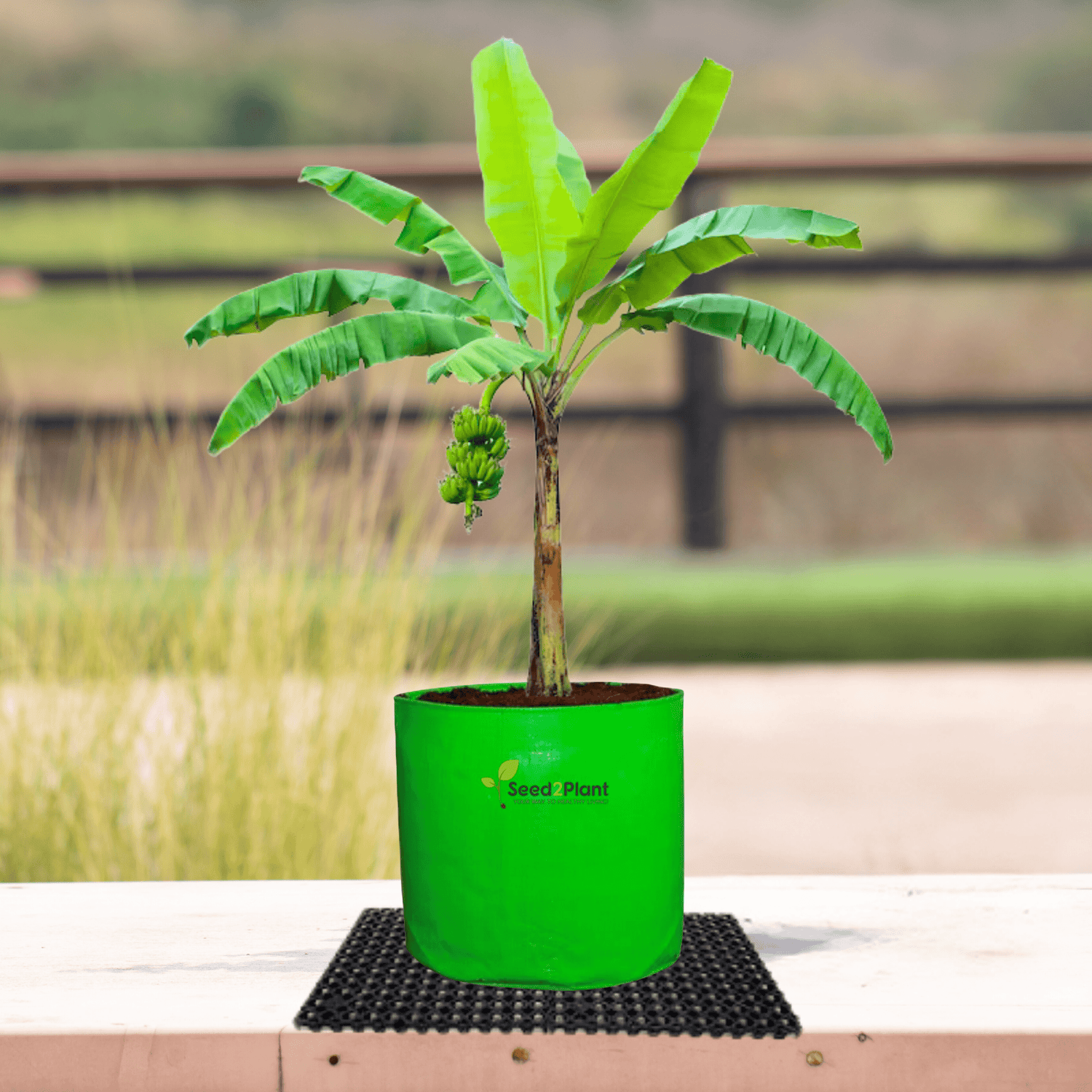 https://seed2plant.in/cdn/shop/files/24x24Growbag-seed2plant.png?v=1704132319&width=1500