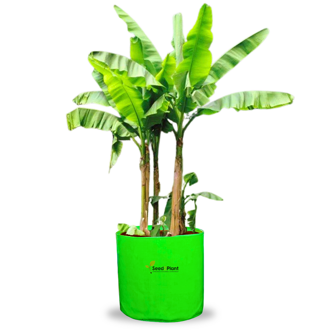24x24 Inches (2x2 Ft) - 260 GSM HDPE HUGE Round Grow Bag