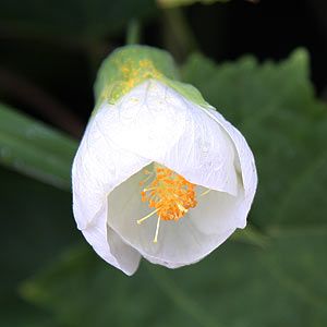 White Lantern Hibiscus Flowering Live Plant