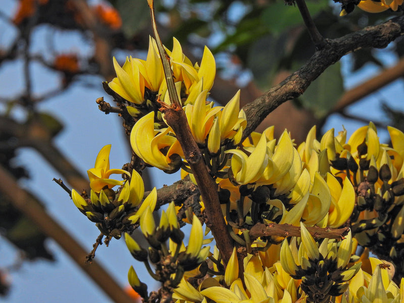 Yellow Palash All Time Flowering Layered Live Plant