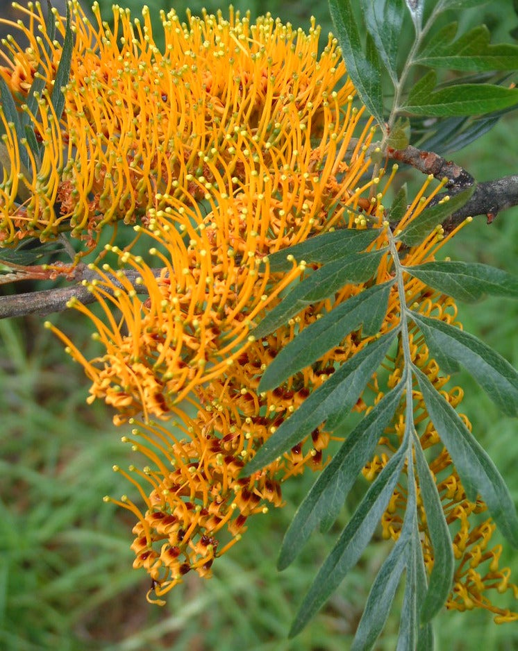 Silk Oak Tree (Grevillea robusta) Live Plant