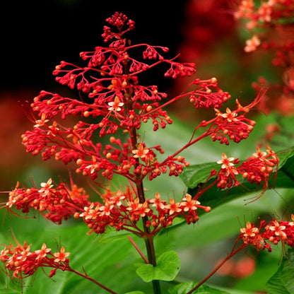 Krishnakireedam (Clerodendrum paniculatum) Flowering Live Plant