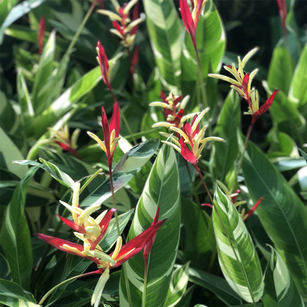 Heliconia Variegated Flowering Live Plant