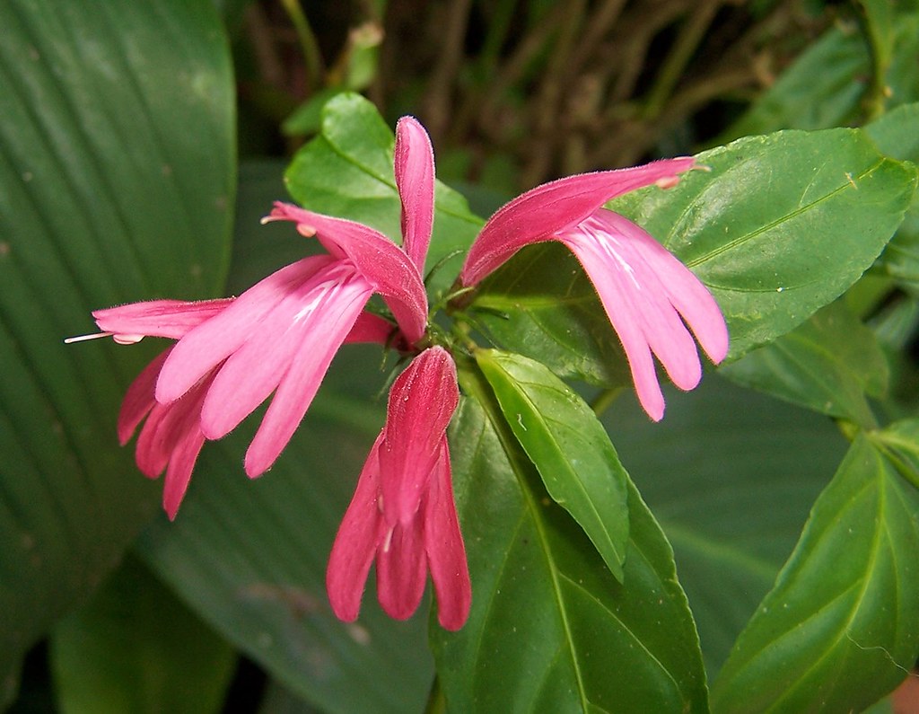 Duck Foot (Justicia brasiliana) Rare All Time Flowering Live Plant