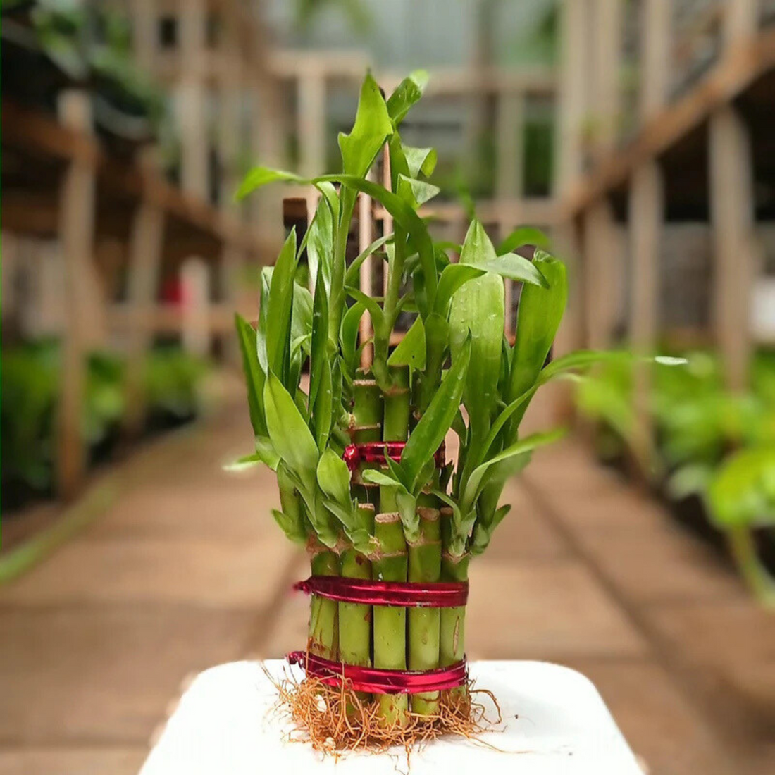 2 Layer Lucky Bamboo Indoor Live Plant