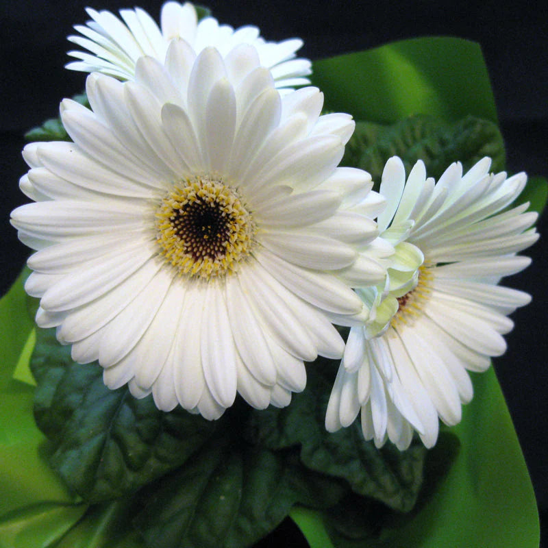 Gerbera White Flowering Live Plant Pot with Flowers