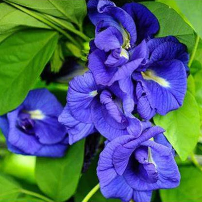 Clitoria Ternatea - Blue Multipetal (Sangu Pushpam, Butterfly Pea) Medicinal Live Plant