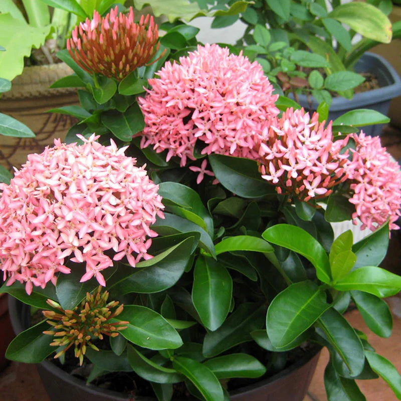 Dwarf Ixora Pink All Time Flowering Live Plant