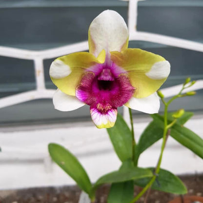 Dendrobium Baby Happy Holidays - Blooming Size