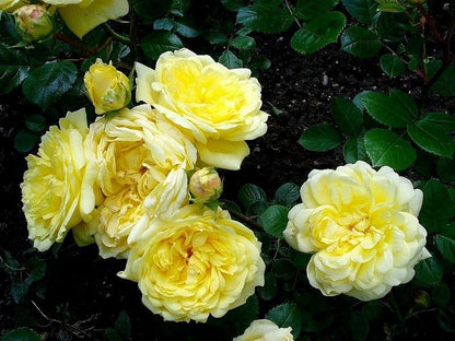 Anny Duperey Yellow Rose Flowering Grafted Live Plant with Flower