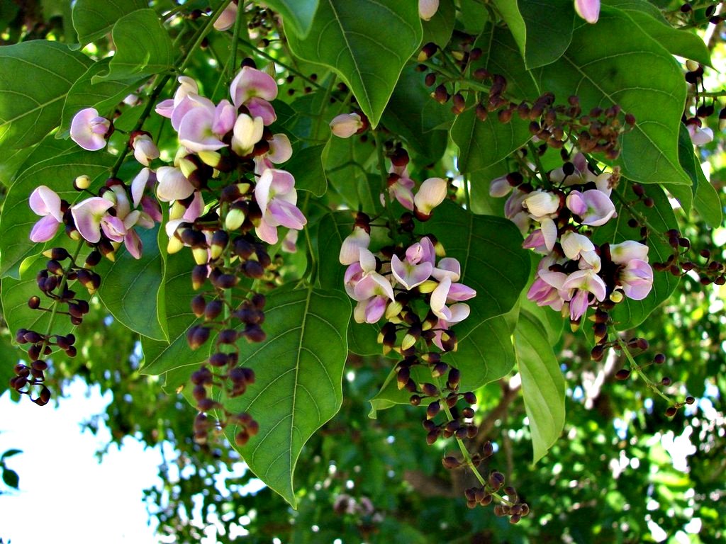 Indian Beech Tree (Millettia pinnata) Rare Live Plant